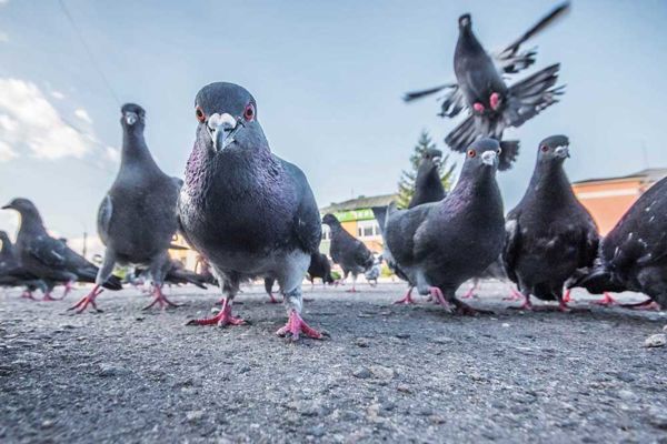 Viele Tauben auf Asphalt schauen von oben in die Kamera während eine weitere Taube über deren Köpfe fliegt