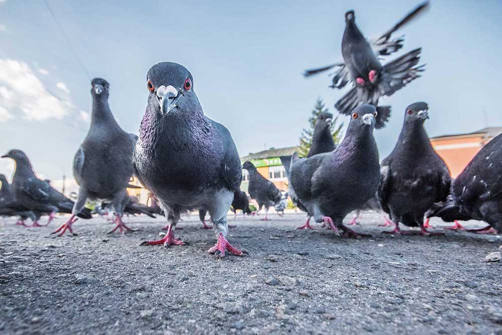 Viele Tauben auf Asphalt schauen von oben in die Kamera während eine weitere Taube über deren Köpfe fliegt
